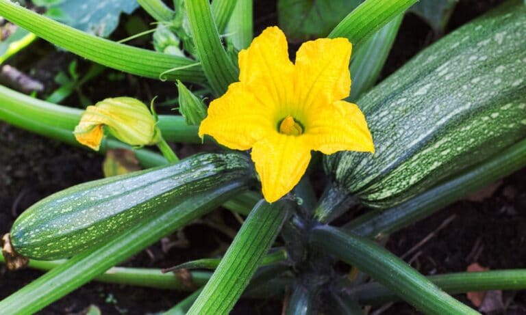 Heartbreak and Hope in the Garden