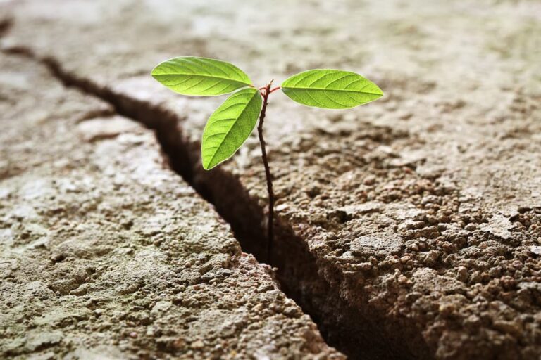 A New Year for New Growth￼