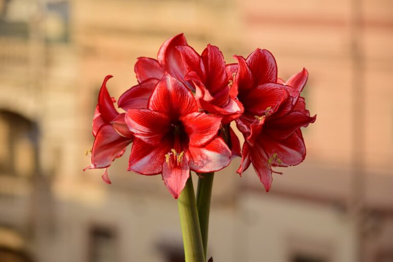God’s Green Thumb